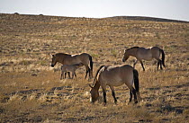 Przewalski's Horses (Equus ferus przewalski) in Kalamaili National park, Xinjiang Province, North-west China, September 2006. The horses have been re-released after a captive breeding programme