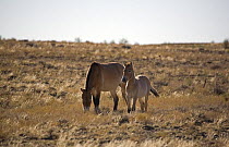Przewalski's Horses (Equus ferus przewalski) in Kalamaili National park, Xinjiang Province, North-west China. September 2006. The adult horses have been re-released after a captive breeding programme,...