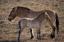 Przewalski's Horses (Equus ferus przewalski) in Kalamaili National park, Xinjiang Province, North-west China, September 2006. The adult horses have been re-released after a captive breeding programme,...