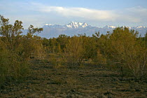 The snow-capped Tian Shan (Heavenly Mountains) viewed from amongst the Saxaul Trees (Haloxylon ammodendron) in the Junggar Basin, Xinjiang Province, North-west China. September 2006