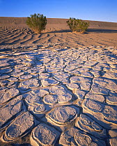 Mesquite Flat Sand Dunes with cracked eroded clay formations and creosote bushes (Larrea tridentata), Death Valley National Park, California