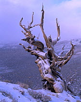 A twisted, snow-covered Intermountain Bistlecone pine (Pinus longaeva) in Inyo National Forest, California
