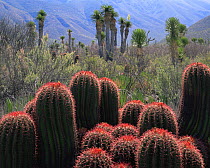 A cluster of flowering Barrel cacti (Ferocactus stainsii) with Yuccas (Yucca sp) in the Eastern extension of the Chihuahuan Desert, Tamaulipas, Mexico