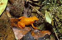Golden mantella frog (Mantella aurantiaca) in rainforest, Madagascar, critically endangered.