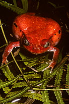 Tomato frog (Dyscophus antongili) a warningly coloured, poisonous species, in rainforest, Madagascar