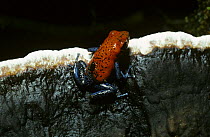 Strawberry poison-arrow frog (Dendrobates pumilio) carrying a tadpole on its back, in rainforest, Costa Rica