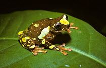 Tree frog (Hyla sarayacuensis) in Amazonian rainforest, Brazil