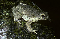 River toad (Bufo asper) at night on a rock by a stream in rainforest, Thailand