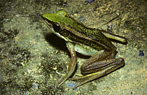 Red-eared or paddyfield green frog (Rana erythraea) at night in rainforest, Thailand