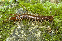 Common brown centipede (Lithobius forficatus) UK