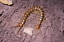 Giant desert centipede (Scolopendra heros) in desert, Arizona, USA