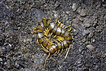 Waisted centipede (Scolopendra cingulata) large, Spain