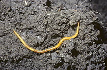 Snake centipede (Necrophloeophagus longicornis) exposed when digging the soil in a garden, UK