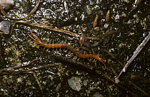 Scolopendromorph centipede (Cryptops hortensis) in garden, UK