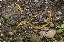Geophilomorph centipede (Haplophilus subterraneus) UK