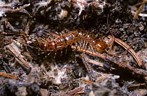 Variegated centipede (Lithobius variegatus) in woodland, UK
