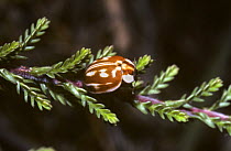 The striped ladybird (Myzia oblongoguttata) on heather, UK