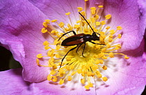 Small brown flower longhorn beetle (Strangalia melanura) feeding on Dog rose pollen, UK