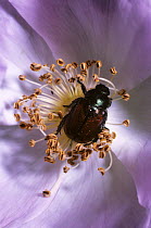 June chafer beetle (Phyllopertha horticola) on a Dog rose flower, UK