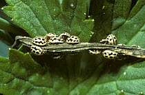 Group of 16-spot ladybirds (Micraspis sedecempunctata) hibernating, UK