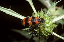Bee-wolf beetle (Trichodes apiarius) France