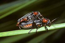 Black-and-red soldier beetle (Cantharis rustica) mating pair, UK