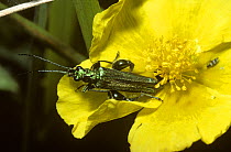 Thick-legged flower beetle (Oedemera nobilis) male on a Rockrose flower (Helianthemum sp) UK