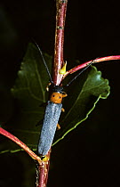 Willow twig-borer beetle (Oberea oculata) UK