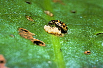 Water ladybird beetle (Anisosticta 19-punctata) feeding on the eggs of a leaf beetle, UK