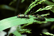 Red-tipped grass beetle (Malachius bipustulatus) female (right) about to contact the male and feed on the excitators on his antennae, UK