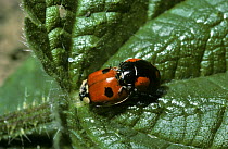 Two-spot ladybird (Adalia bipunctata), mating pair of two different colour forms, UK