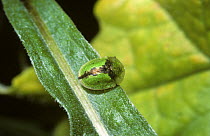 Knapweed tortoise beetle (Cassida vibax) on its Knapweed food plant, UK