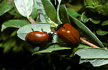 Poplar leaf beetles (Chrysomela populi) feeding on Creeping willow, UK