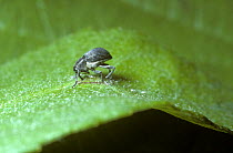 Weevil (Curculio / Balanobius salicivorus) female biting an egg-laying hole in a very young specimen of a bean gall on willow, UK