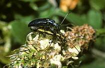 Pond leaf beetle (Plateumaris sericea) mating pair, UK
