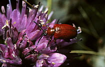 Lily beetle (Lilioceris lilii) on wild Garlic flower (Allium ursinum) France