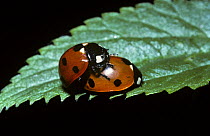 Seven-spot ladybird (Coccinella 7-punctata) mating pair, UK
