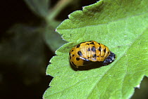Seven-spot ladybird pupa (Coccinella 7-punctata) UK