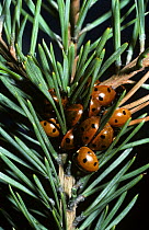 7-spot ladybirds (Coccinella 7-punctata) hibernating amongst the needles of Scots pine, UK