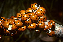Seven-spot ladybird (Coccinella 7-punctata) hibernating on a stick, UK