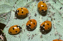 Seven-spot ladybirds (Coccinella 7-punctata) feeding on Black bean aphids (Aphis fabae) in a garden, UK