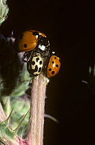 7-spot ladybird (Coccinella 7-punctata), 10-spot ladybird (Adalia 10-punctata) (left) and 14-spot ladybird (Propylea 14-punctata) (right) feeding on sap from a cut thistle stem, UK