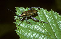 Bur reed leaf beetle (Donacia spargani) by a pond, UK
