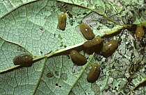 Figwort weevil (Cionus scrophulariae) larvae feeding on Figwort leaves, UK