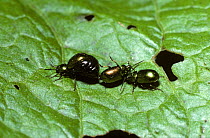 Pot-bellied emerald / Metallic dock beetle (Gastrophysa viridula) male pulling a rival off a female, UK