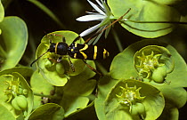 Wasp beetle (Clytus arietis) on Wood spurge flowers (Euphorbia amygdaloides), UK