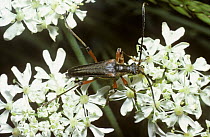Large flower longhorn beetle (Stenocorus meridianus) male on Hogweed flowers, UK