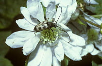 Tapered longhorn beetle (Judolia cerambyciformis) feeding on a Bramble flower, UK