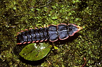 Net-winged beetle (Duliticola sp), trilobite larva showing its armour and warning coloration, in rainforest, Borneo