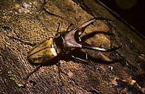 Stag beetle (Cyclommatus tarandus) male on Mount Kinabalu, Borneo